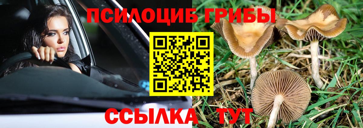 Галлюциногенные грибы Cubensis  Псилоцибиновые грибы GOLDEN TEACHER  Вход с VPN  Шали 